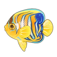Royal Angelfish
