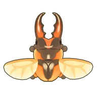 Savagei Stag Beetle