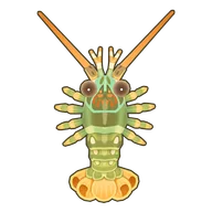 Scalloped Spiny Lobster