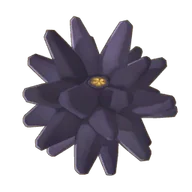 Sea Urchin