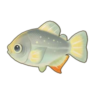 Silver Pacu