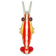 Skunk Cleaner Shrimp