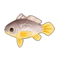 Small Yellow Croaker