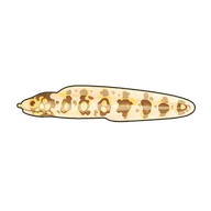 Snowflake Moray