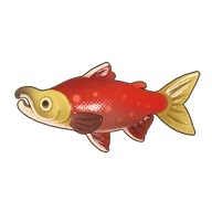 Sockeye Salmon