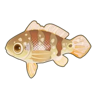 Speckled Peacock Bass