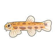 Spined Loach