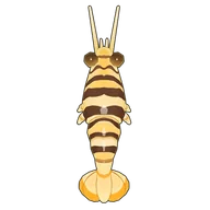 Striped Bumblebee Shrimp