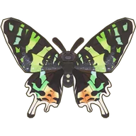 Sunset Moth