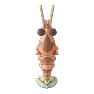 Tiger Prawn