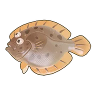 Turbot