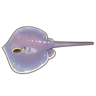 Whiptail Stingray