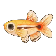 White Cloud Minnow