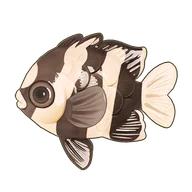 Whitetail Dascyllus