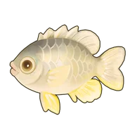 Yellowfin Seabream