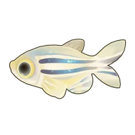Zebrafish