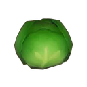 Cabbage