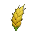 Wheat